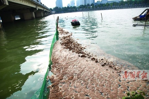 广西南湖出现300米似粪便漂浮物 原是地铁施工