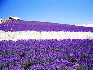 摘   要:研究是对精油类薰衣草中的孟士德薰衣草(lavandula